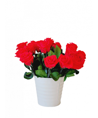 Bouquet of red roses